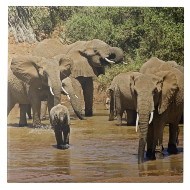 Afro-elefantes, Loxodonta Africana, Samburu (Frente)