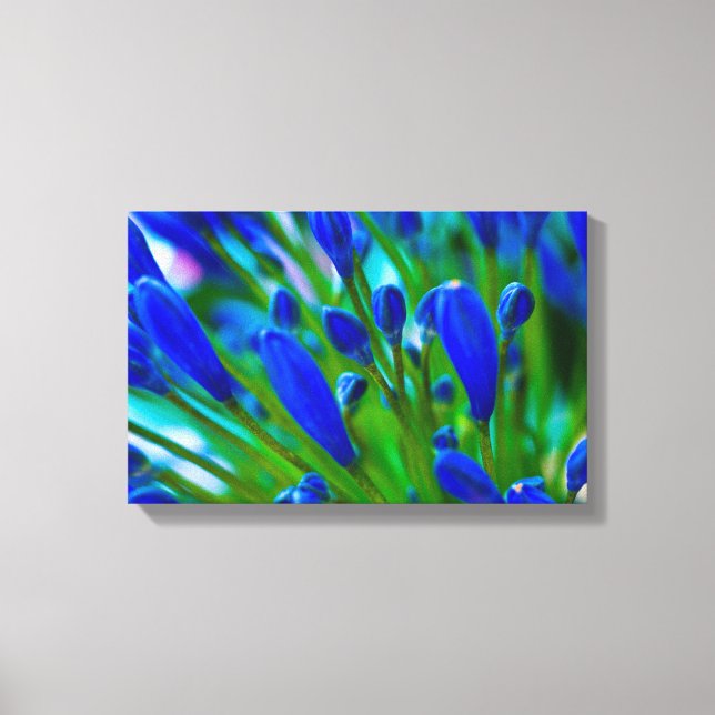 Agapanthus Blue Flor Canvas (Frente)