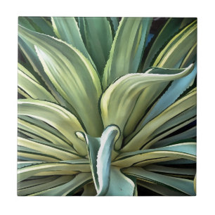 Agave tropical