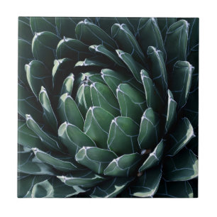 Agave verde