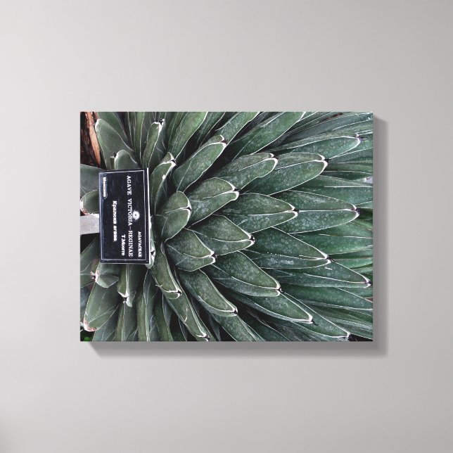 Agave Victoria Plant Photo Canvas (Frente)