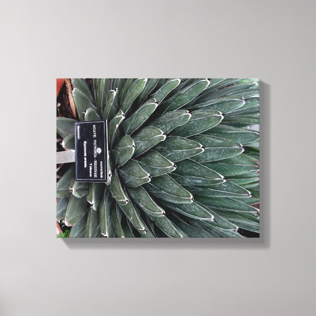 Agave Victoria Plant Photo Canvas (Frente)