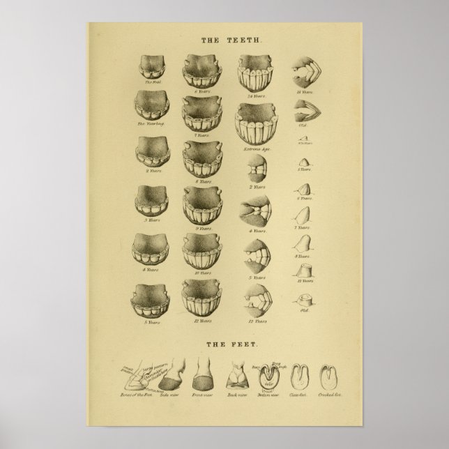 Age of Horse by Teeth Chart Dental Anatomy Poster (Frente)