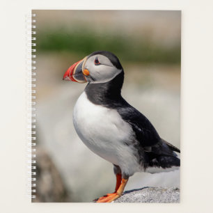 Agenda 2022 Atlantic Puffin no Maine