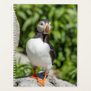 Agenda 2022 Atlantic Puffin no Maine