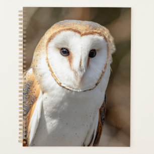 Agenda 2022 Barn Owl
