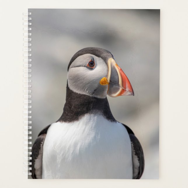 Agenda 2024 Atlantic Puffin no Maine (Frente)