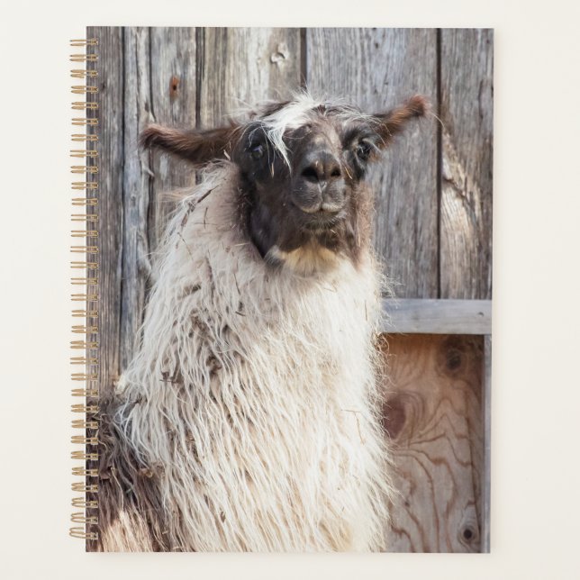 Agenda 2024 Llama na fazenda (Frente)