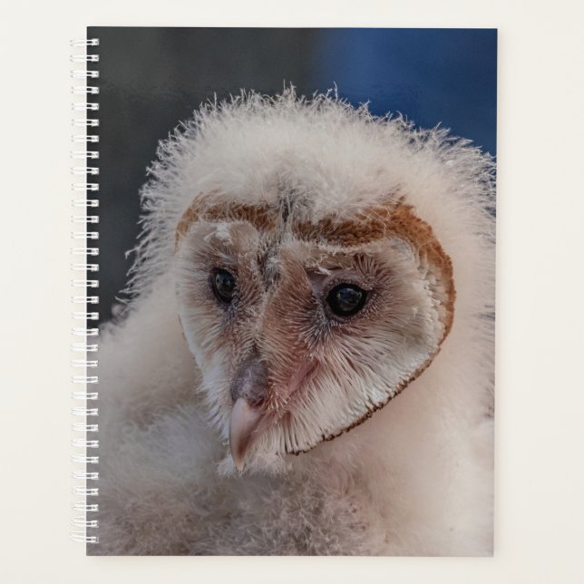 Agenda 2024 Young Barn Owl (Frente)