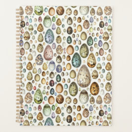 Agenda Adolphe Millot Ovos