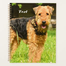 Agenda Airedale Terrier Puppy Dog