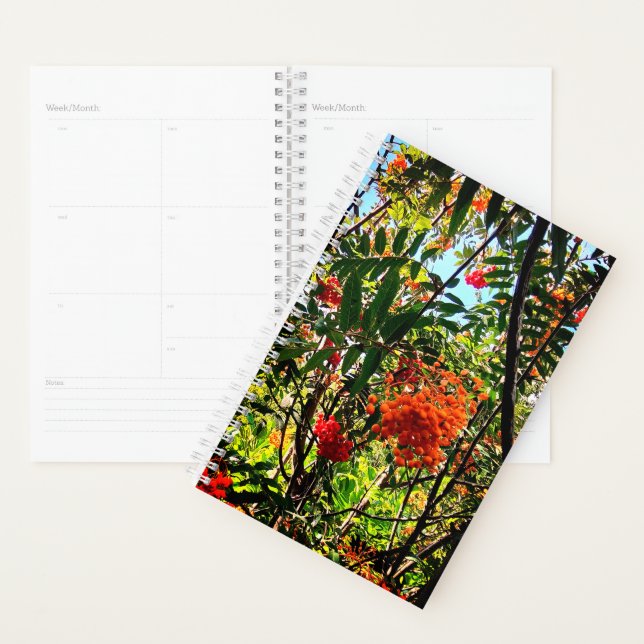 Agenda Amoras amarelas e vermelhas (Exibição)