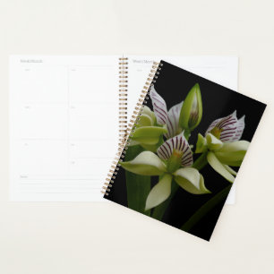 Agenda Anacheilium Chacoense
