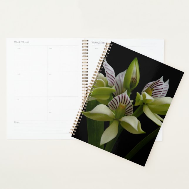 Agenda Anacheilium Chacoense (Exibição)