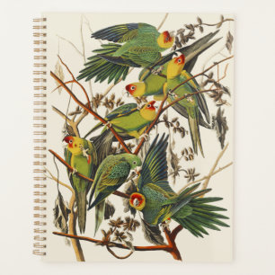 Agenda Arte de Pássaro do Periquito-da-Carolina de Audubo