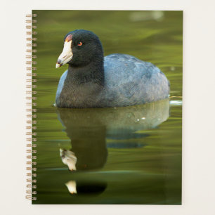 Agenda Arte de vida selvagem de Fulica americana Fotograf