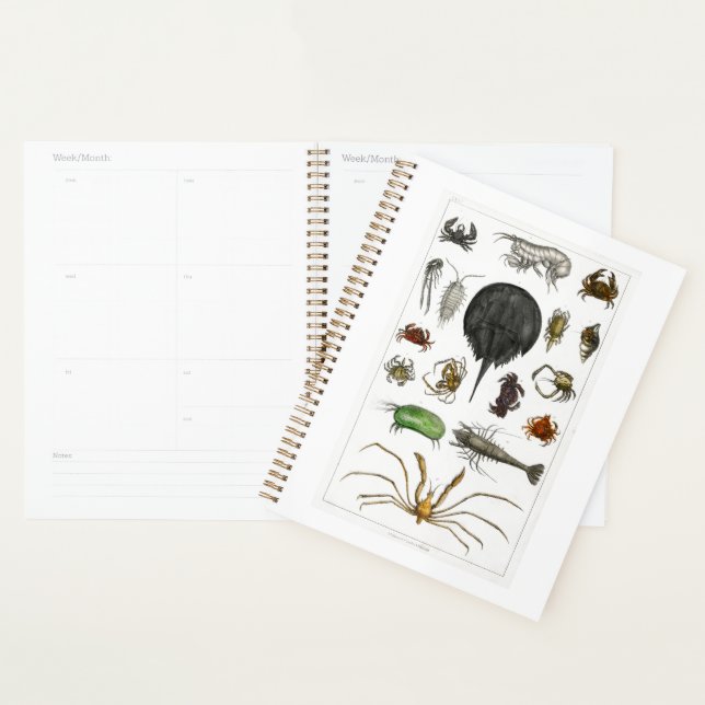 Agenda artrópodes, insetos, biologia, animais, artrópodes (Exibição)