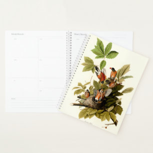 Agenda Audubon American Robin Wildlife Bird
