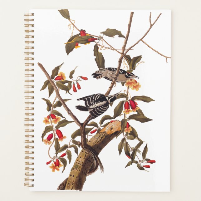 Agenda Audubon Downy Woodpecker Casal com Flores (Frente)