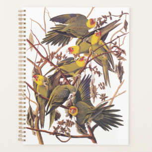 Agenda Audubon's Carolina Parakeet