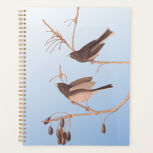 Agenda Aves de Neve Junco Audubon de Olhos Negros na Rami