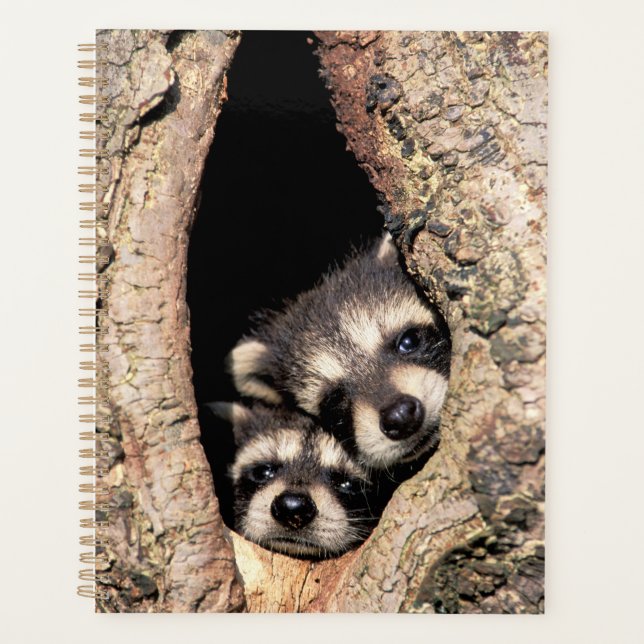 Agenda Baby Raccoons saindo da árvore (Frente)