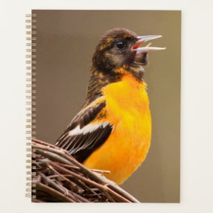 Agenda Baltimore Oriole