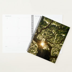 Agenda Banyan Tree Canopy Sunstar