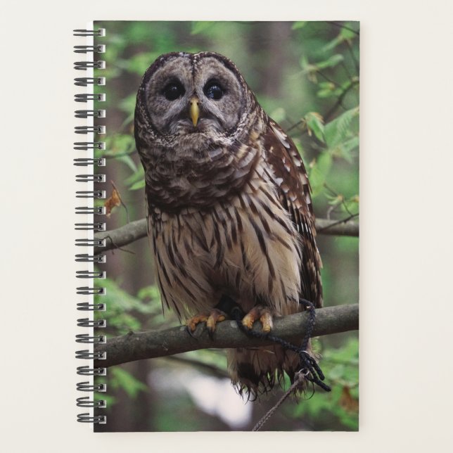 Agenda Barred Owl (Frente)