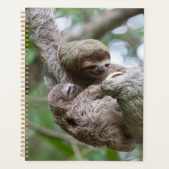 Agenda Bebê de Preguiça com Mãe Pendurada em uma Árvore (Frente)