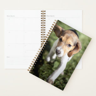 Agenda Bebês Mais Pobres   Beagle Puppy