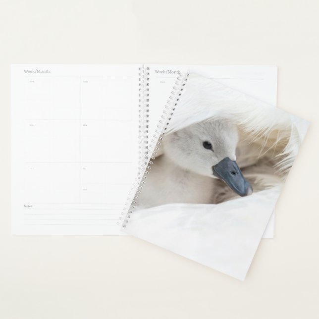 Agenda Bebês Mais Pobres | Bebê-Mute Swan (Exibição)