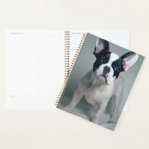 Agenda Bebês Mais Pobres Buldogue francês
