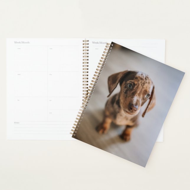 Agenda Bebês Mais Pobres | Castanho Dachshund Puppy (Exibição)