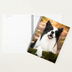 Agenda Bebês Mais Pobres   Collie Preto e Branco