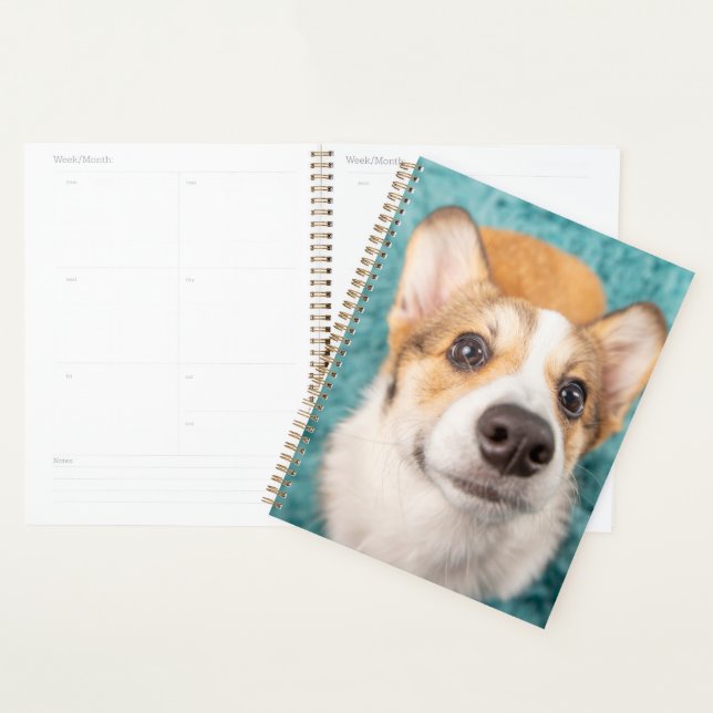 Agenda Bebês Mais Pobres | Corgi Doce Face Puppy (Exibição)