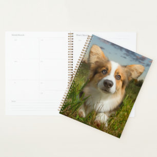 Agenda Bebês Mais Pobres Corgi em Jardim Nublado