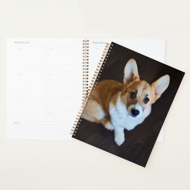 Agenda Bebês Mais Pobres | Corgi Procurando (Exibição)