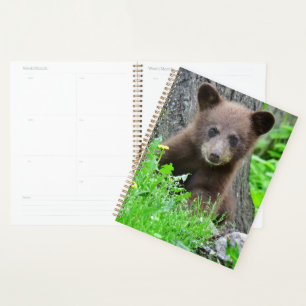 Agenda Bebês Mais Pobres Cubo-Urso-Marrom