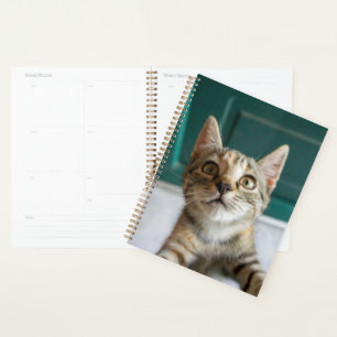 Agenda Bebês Mais Pobres Cute Tabby Kitten