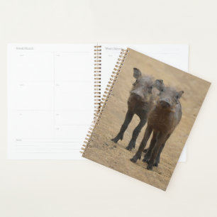 Agenda Bebês Mais Pobres   Dois Jovens Warthogs