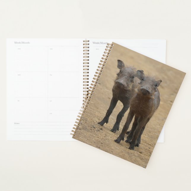 Agenda Bebês Mais Pobres | Dois Jovens Warthogs (Exibição)