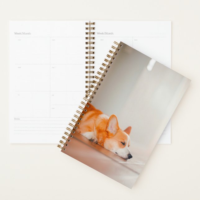 Agenda Bebês Mais Pobres | Dormência De Corgi (Exibição)