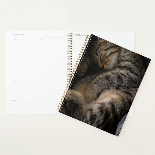 Agenda Bebês Mais Pobres | Gato-De-Dormir (Exibição)
