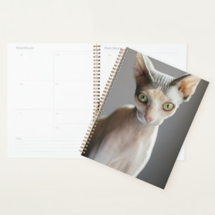 Agenda Bebês Mais Pobres Gato esfingx