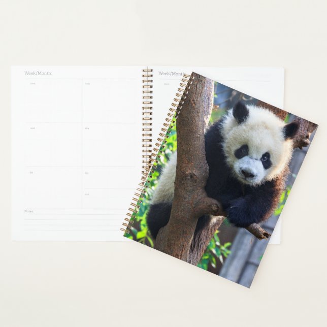 Agenda Bebês Mais Pobres | Giant Panda Cub (Exibição)