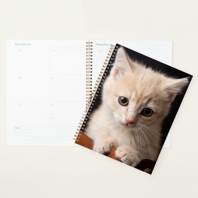 Agenda Bebês Mais Pobres | Ginger Kitten (Exibição)