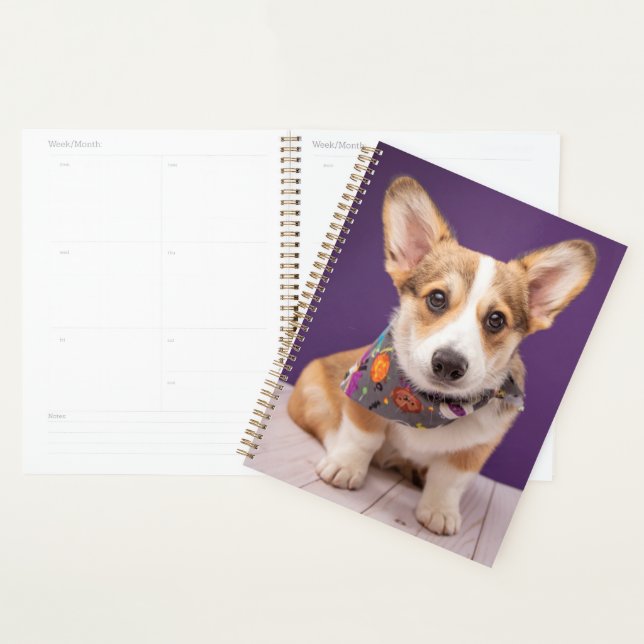 Agenda Bebês Mais Pobres | Halloween Corgi (Exibição)