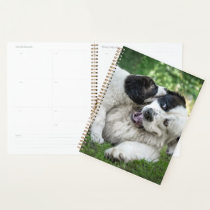 Agenda Bebês Mais Pobres   Landseer Puppy