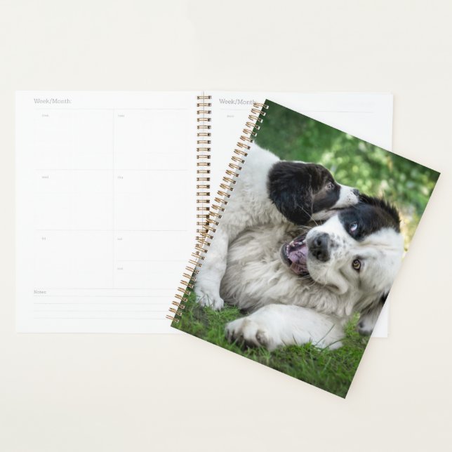 Agenda Bebês Mais Pobres | Landseer Puppy (Exibição)